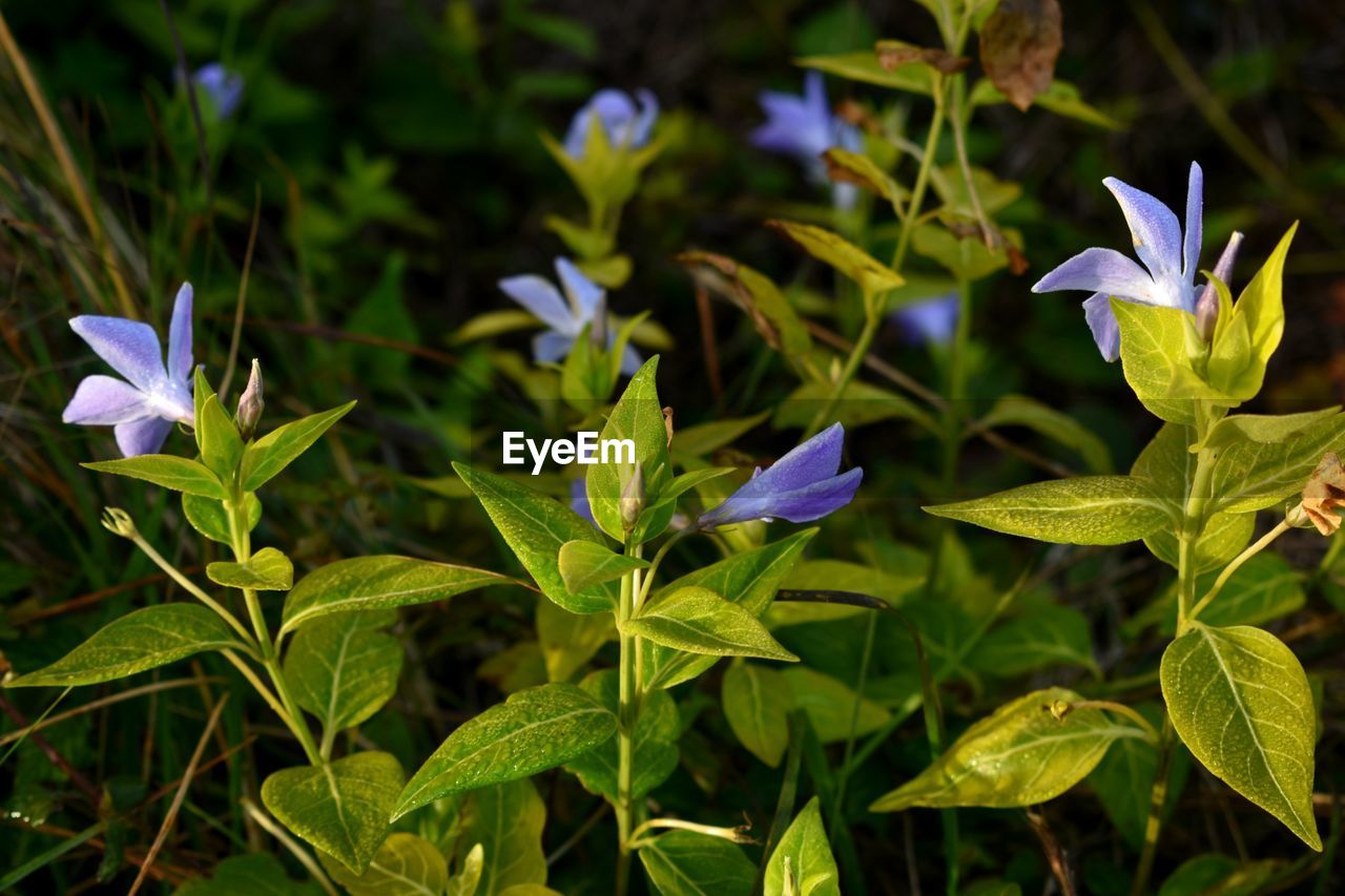 CLOSE-UP OF PURPLE FLOWERING PLANT WITH BLUE FLOWERS