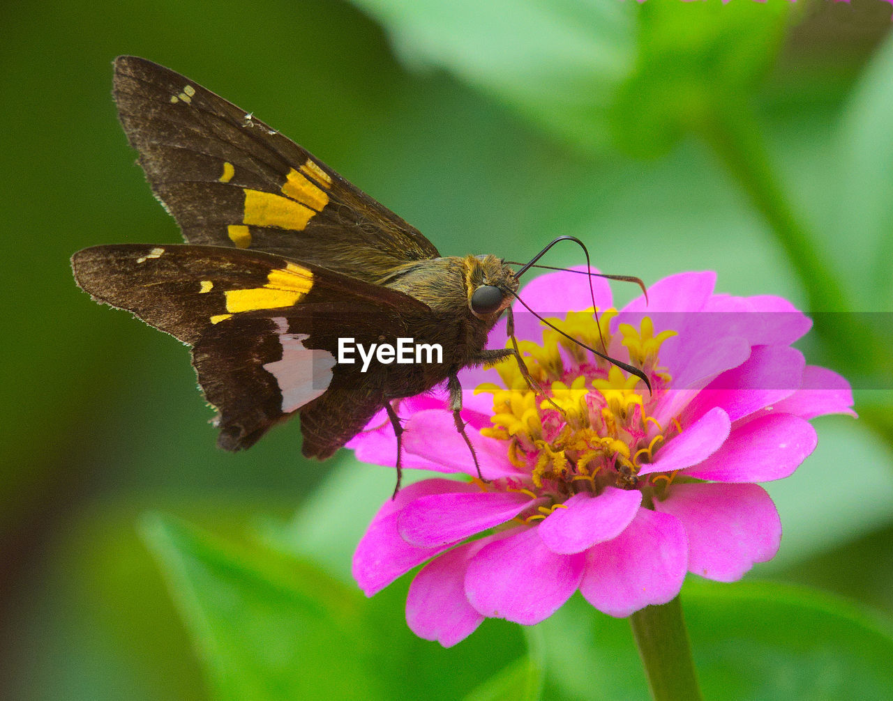 flower, beauty in nature, insect, flowering plant, animal themes, animal wildlife, animal, plant, animal wing, butterfly, fragility, freshness, wildlife, one animal, close-up, nature, moths and butterflies, macro photography, animal body part, petal, pink, flower head, no people, focus on foreground, perching, macro, side view, feeding, full length, outdoors, summer, magnification, eating, environment, plant part, animal behavior, growth, tranquility, multi colored, leaf