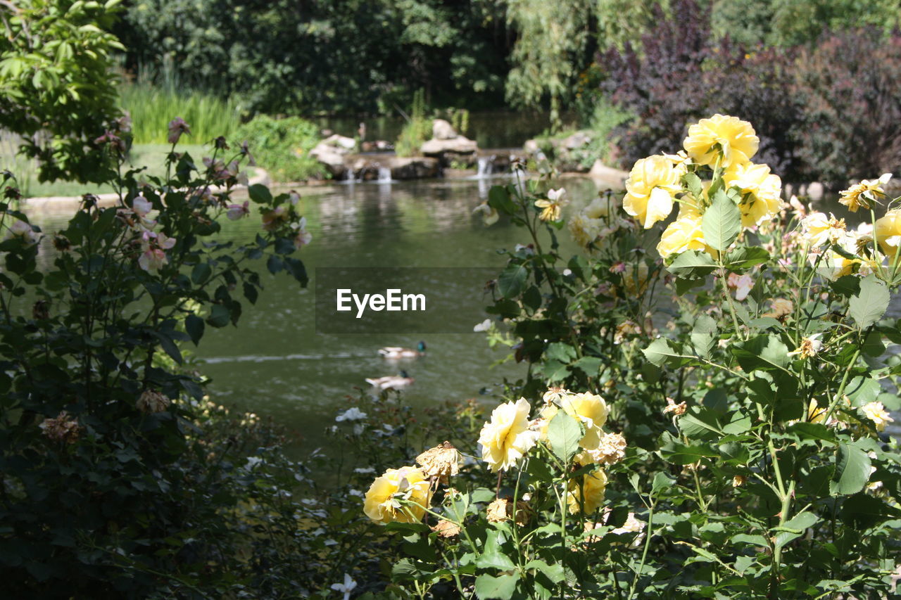 YELLOW FLOWERING PLANTS BY LAKE