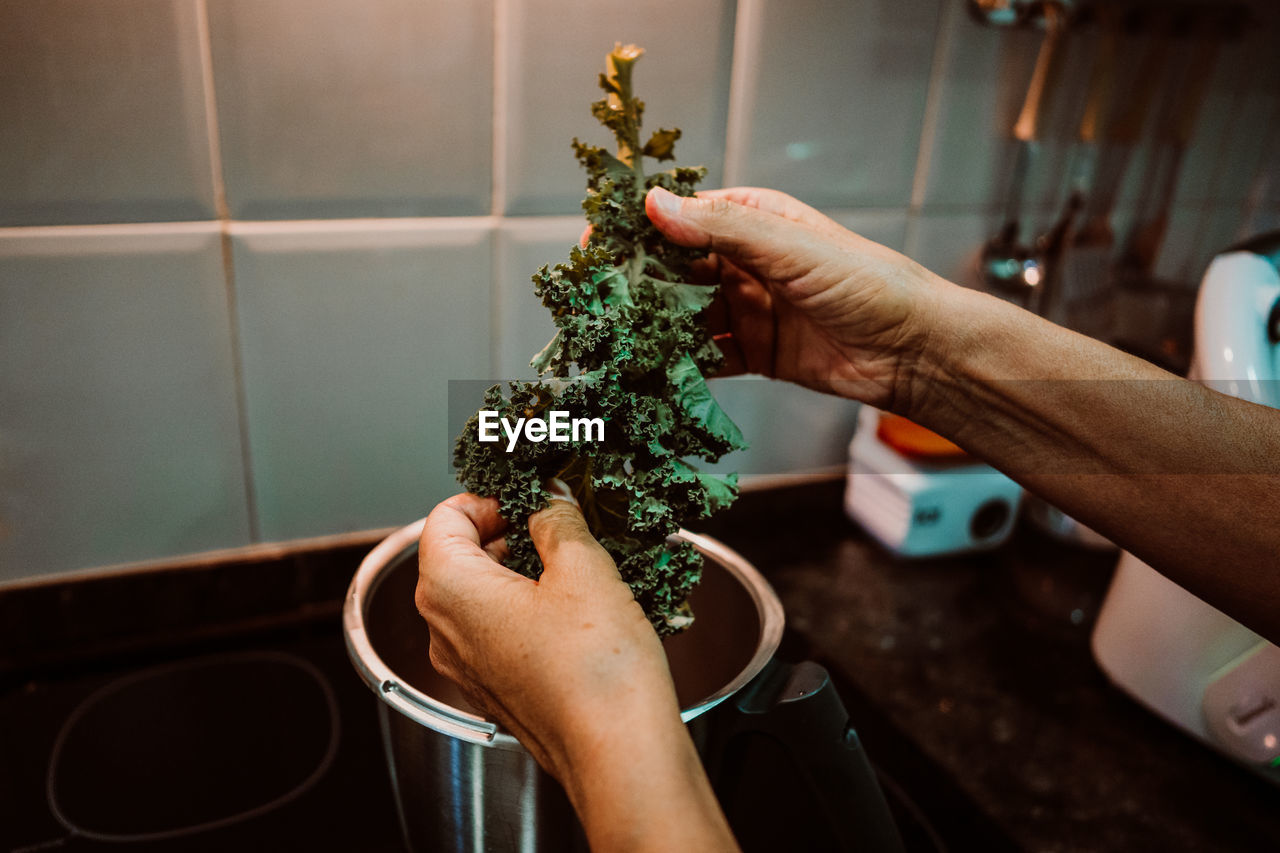 CLOSE-UP OF HAND HOLDING POTTED PLANT IN KITCHEN
