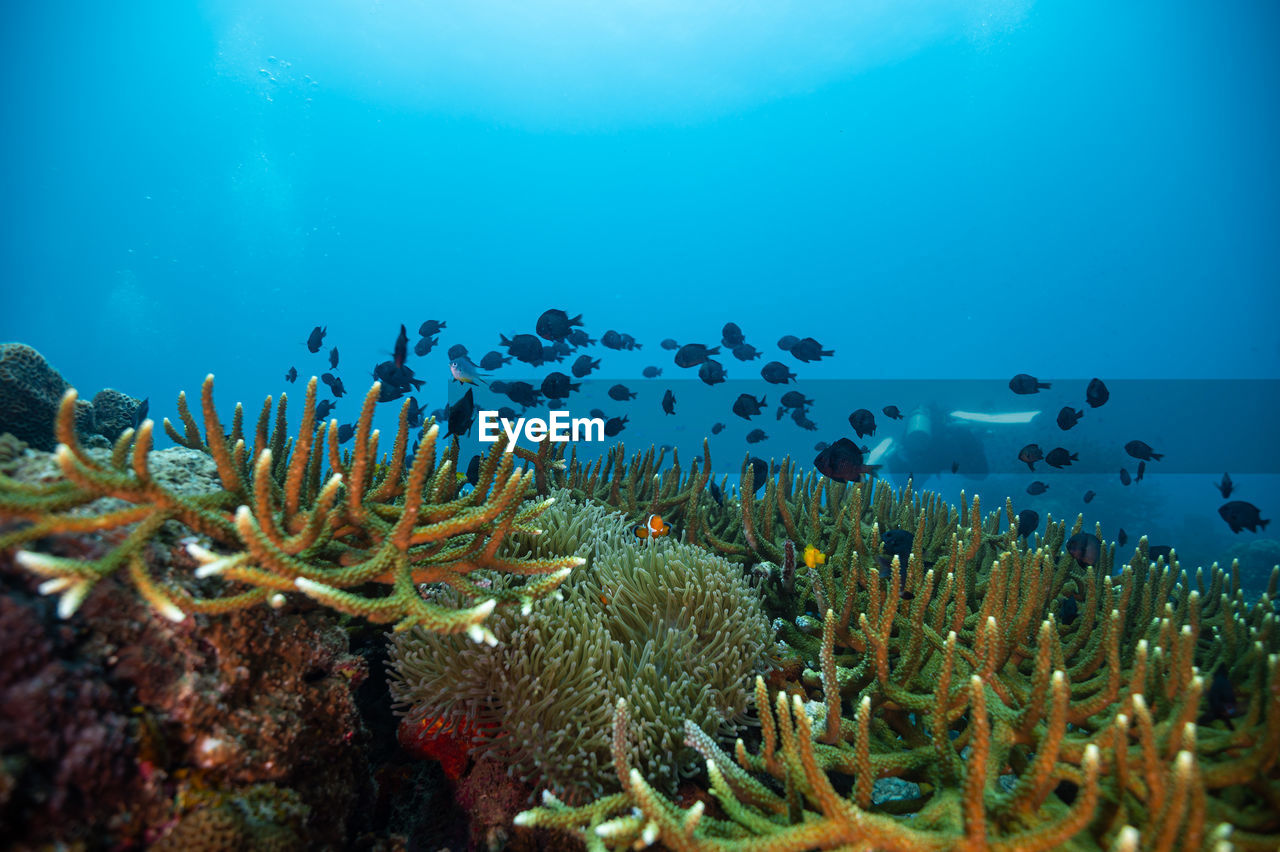 underwater, sea, undersea, water, animal wildlife, wildlife, sea life, animal, animal themes, coral reef, marine, coral, natural environment, fish, nature, reef, coral reef fish, marine biology, group of animals, large group of animals, ecosystem, aquarium, ocean, swimming, adventure, beauty in nature, no people, sports, blue, tropical fish, water sports, plant, outdoors, tropical climate
