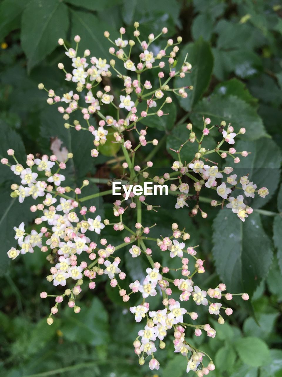 CLOSE-UP OF WHITE FLOWERS BLOOMING