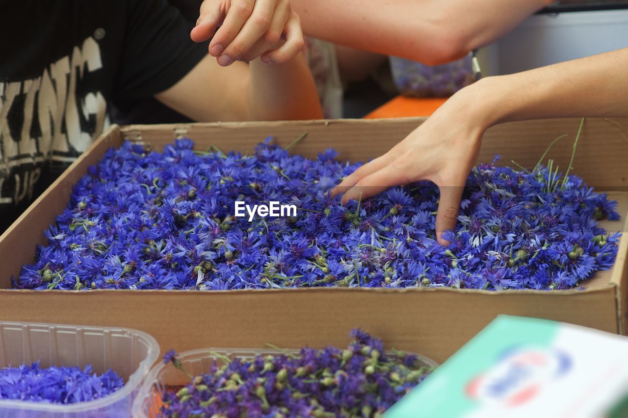 Midsection of people touching purple flowers