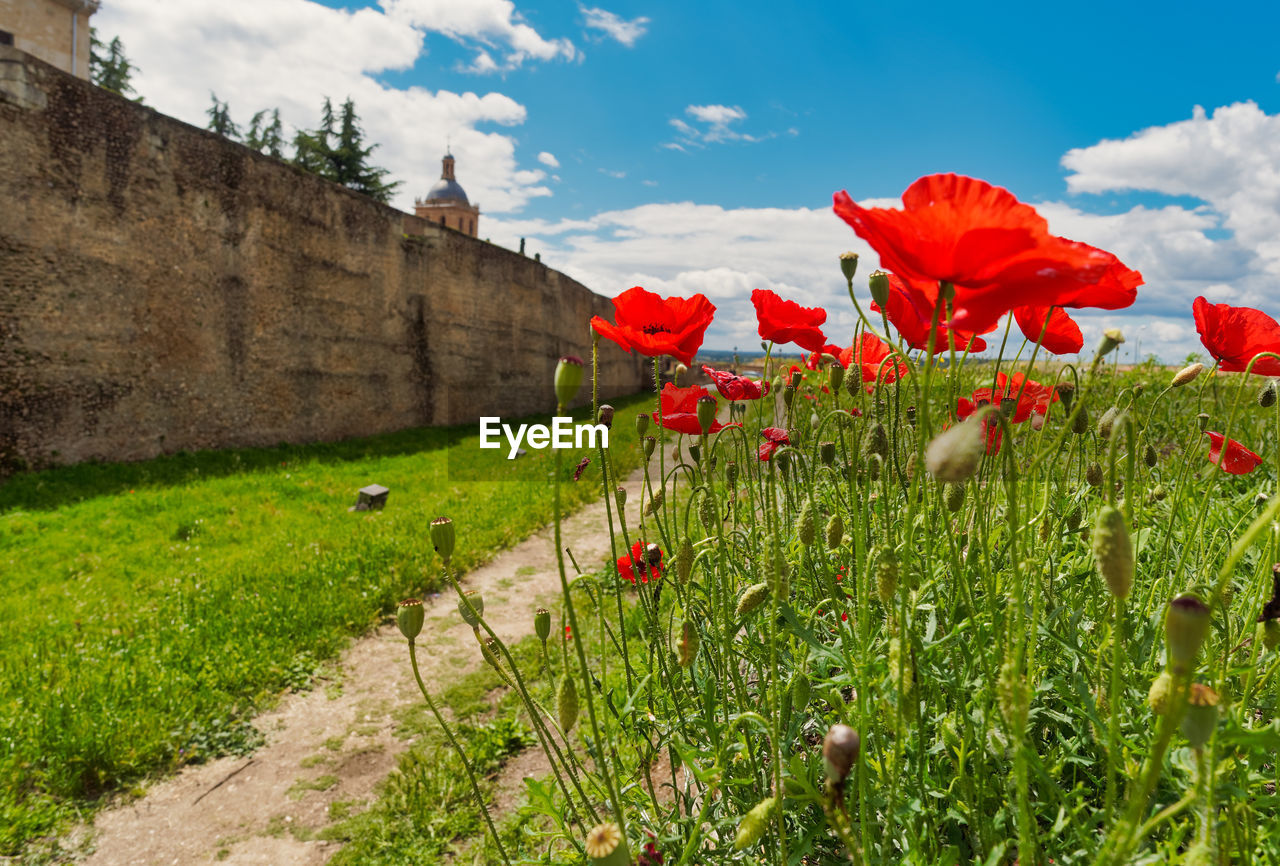 Red poppies on field against sky