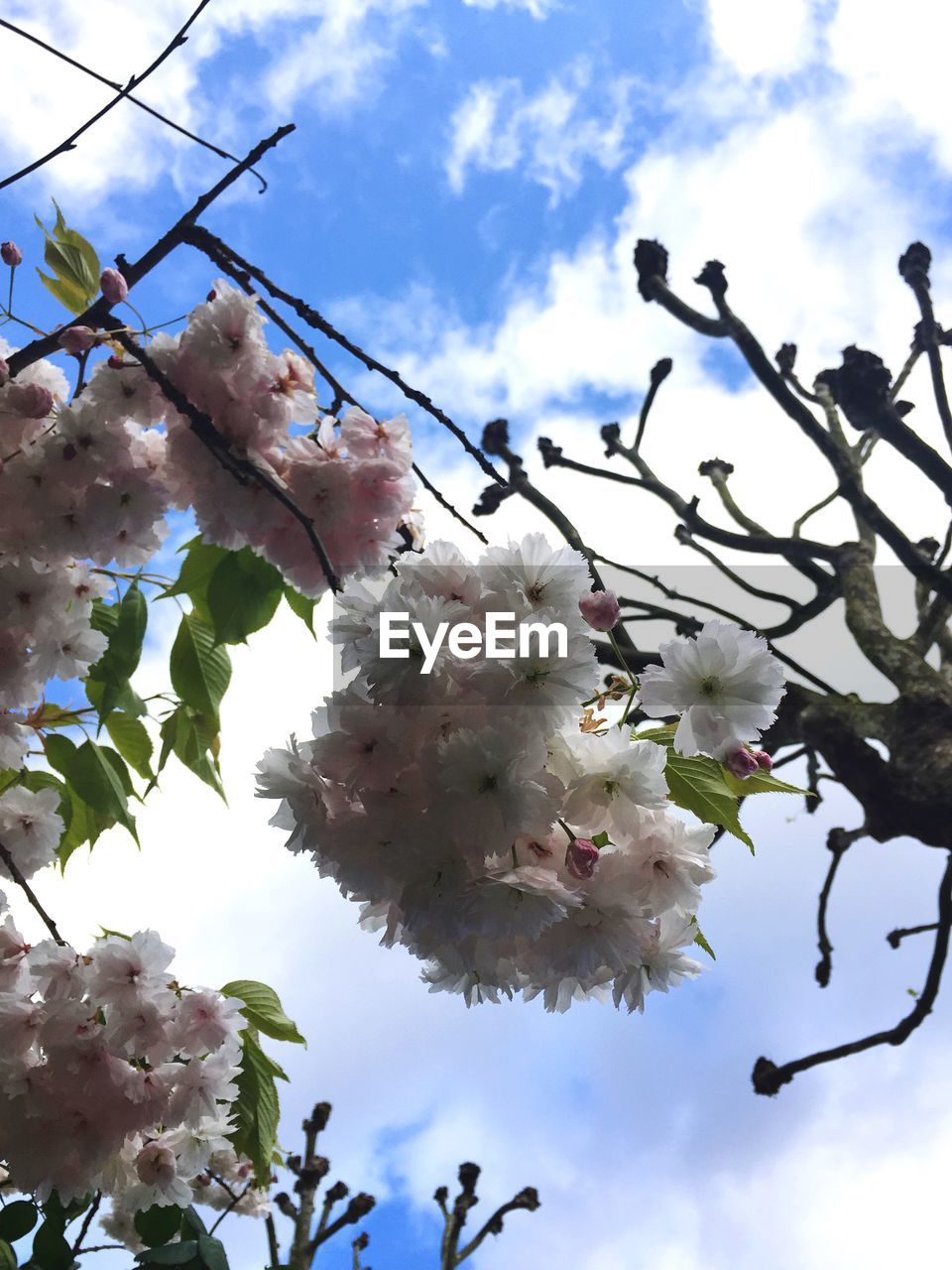 LOW ANGLE VIEW OF CHERRY BLOSSOM TREE AGAINST SKY