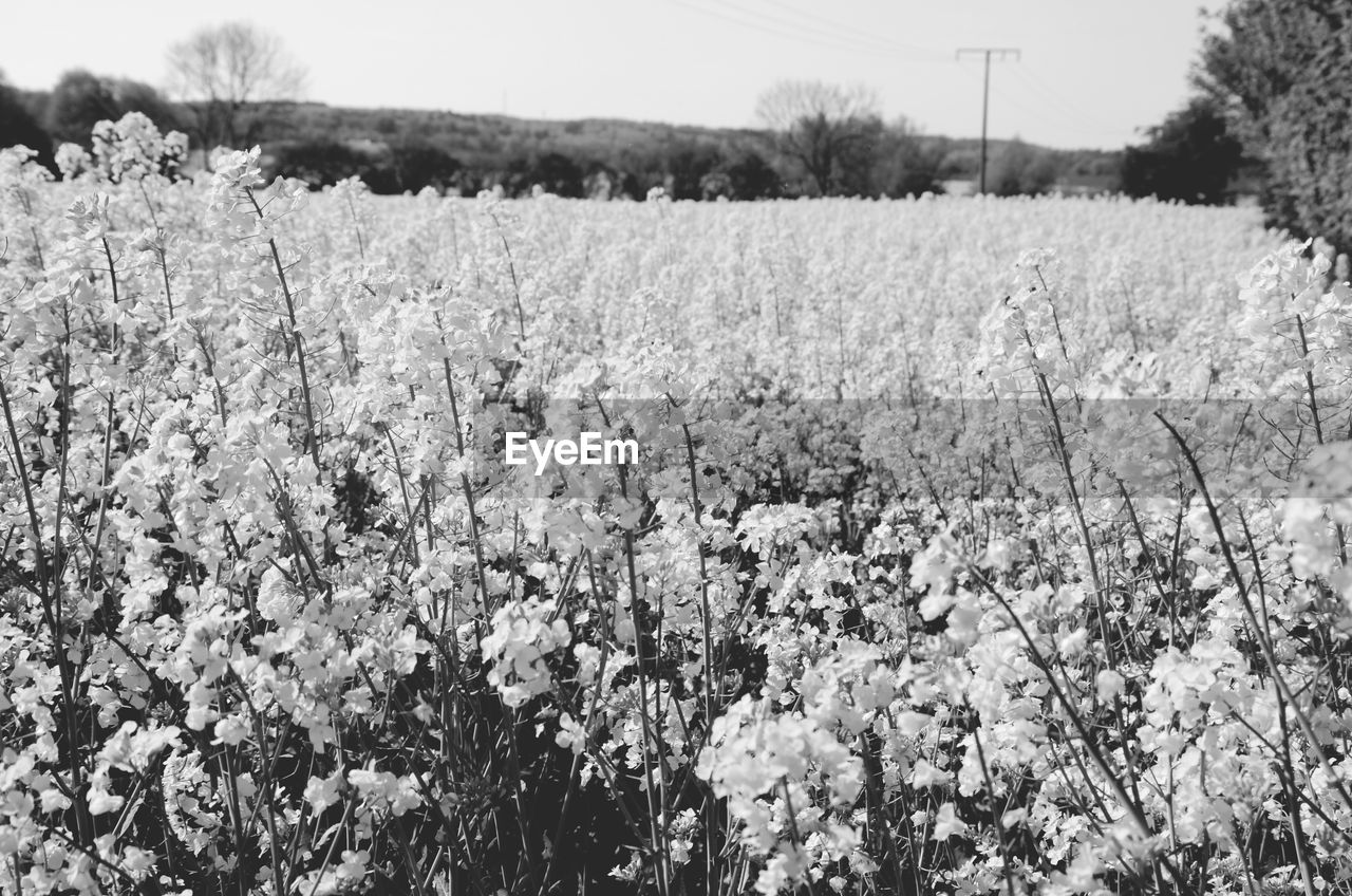 Plants on field