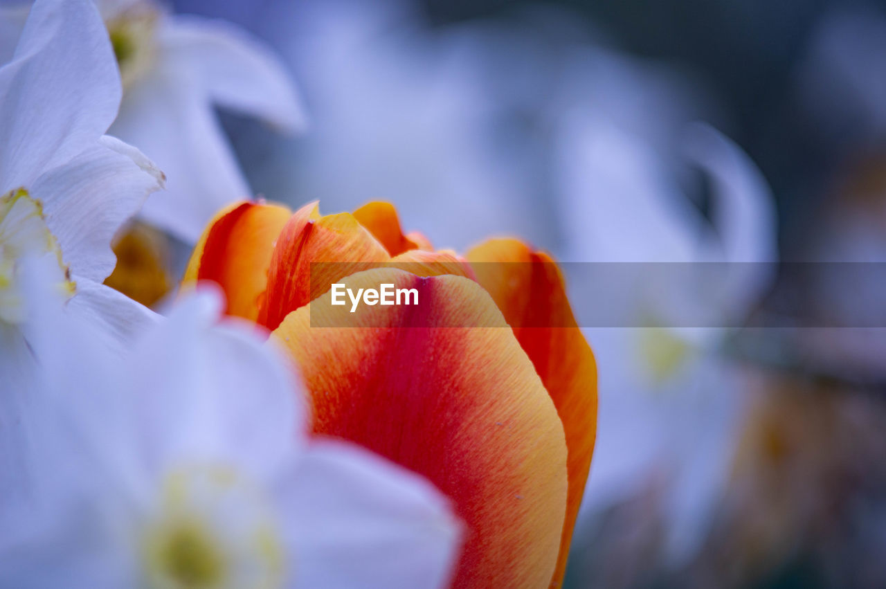 Close-up of orange flower