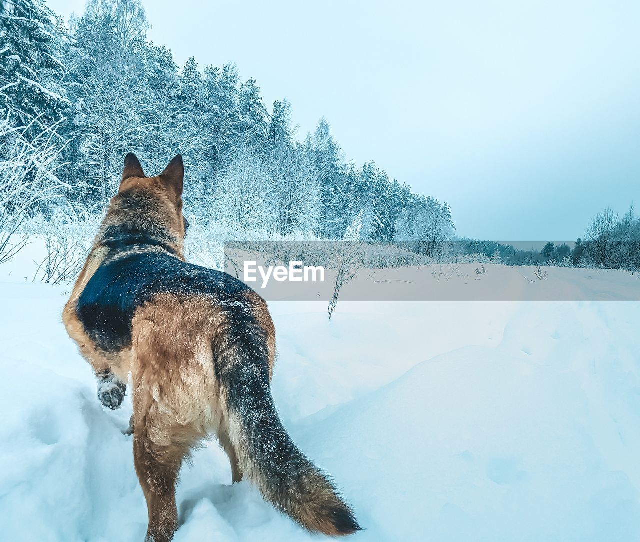 DOG ON SNOW COVERED LAND