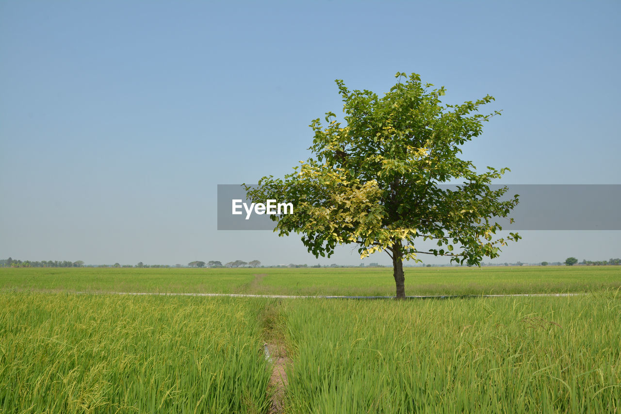 Scenic view of agricultural field against clear sky