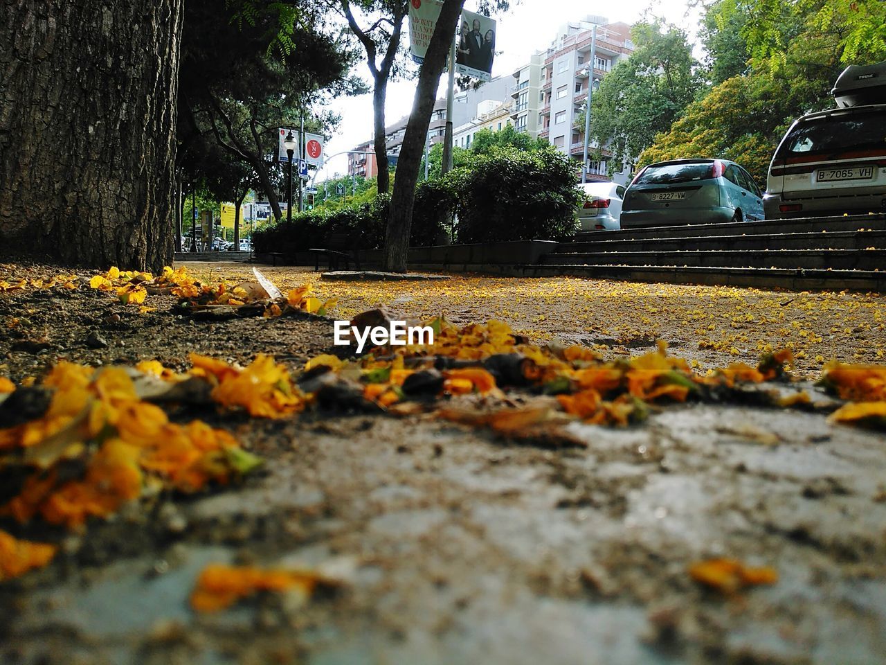 CLOSE-UP OF AUTUMN LEAVES ON ROAD