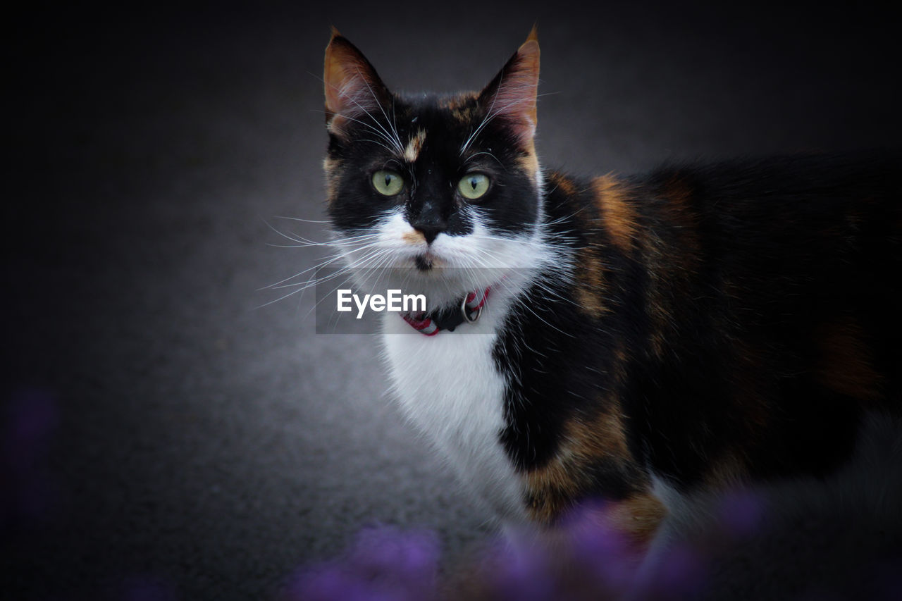 Close-up portrait of cat at home
