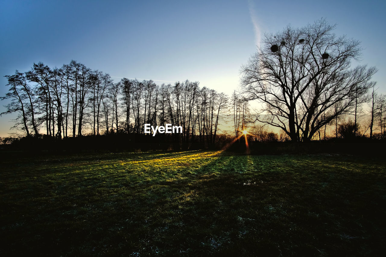 TREES ON FIELD AGAINST SKY DURING SUNSET