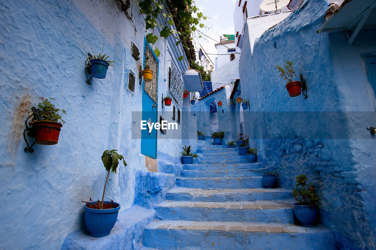 Potted plants on steps amidst houses