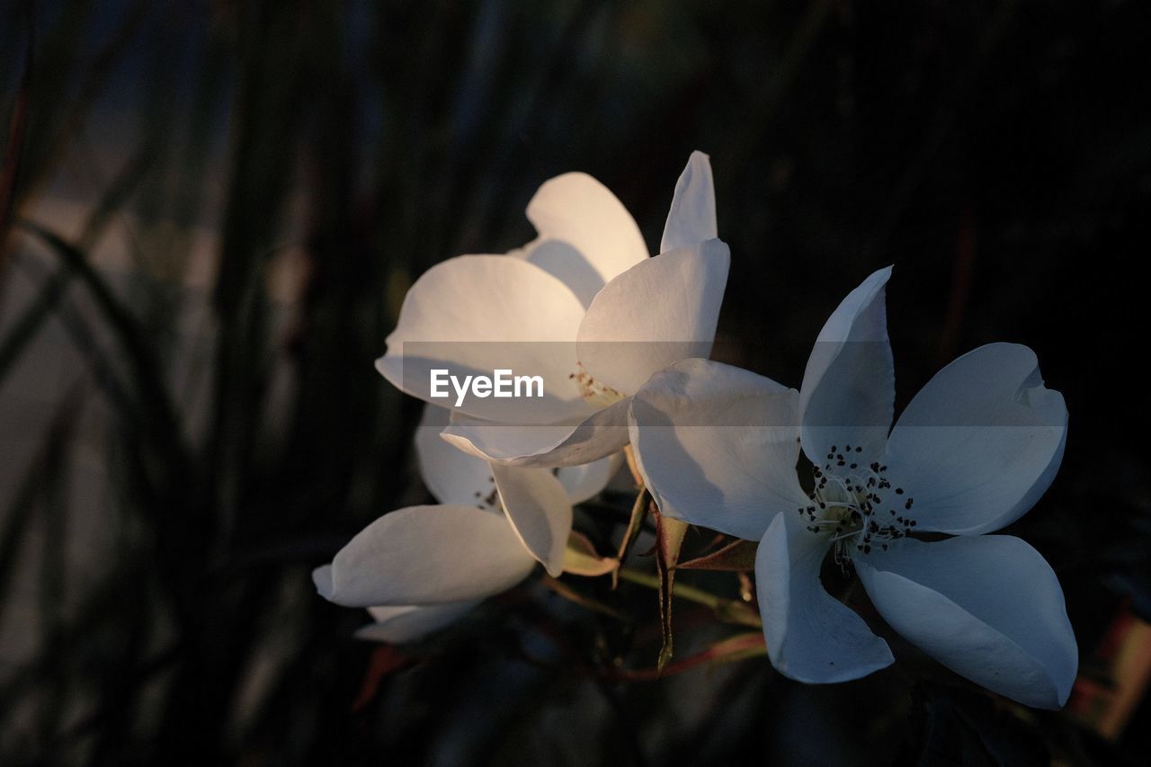 Close-up of white flowering plant