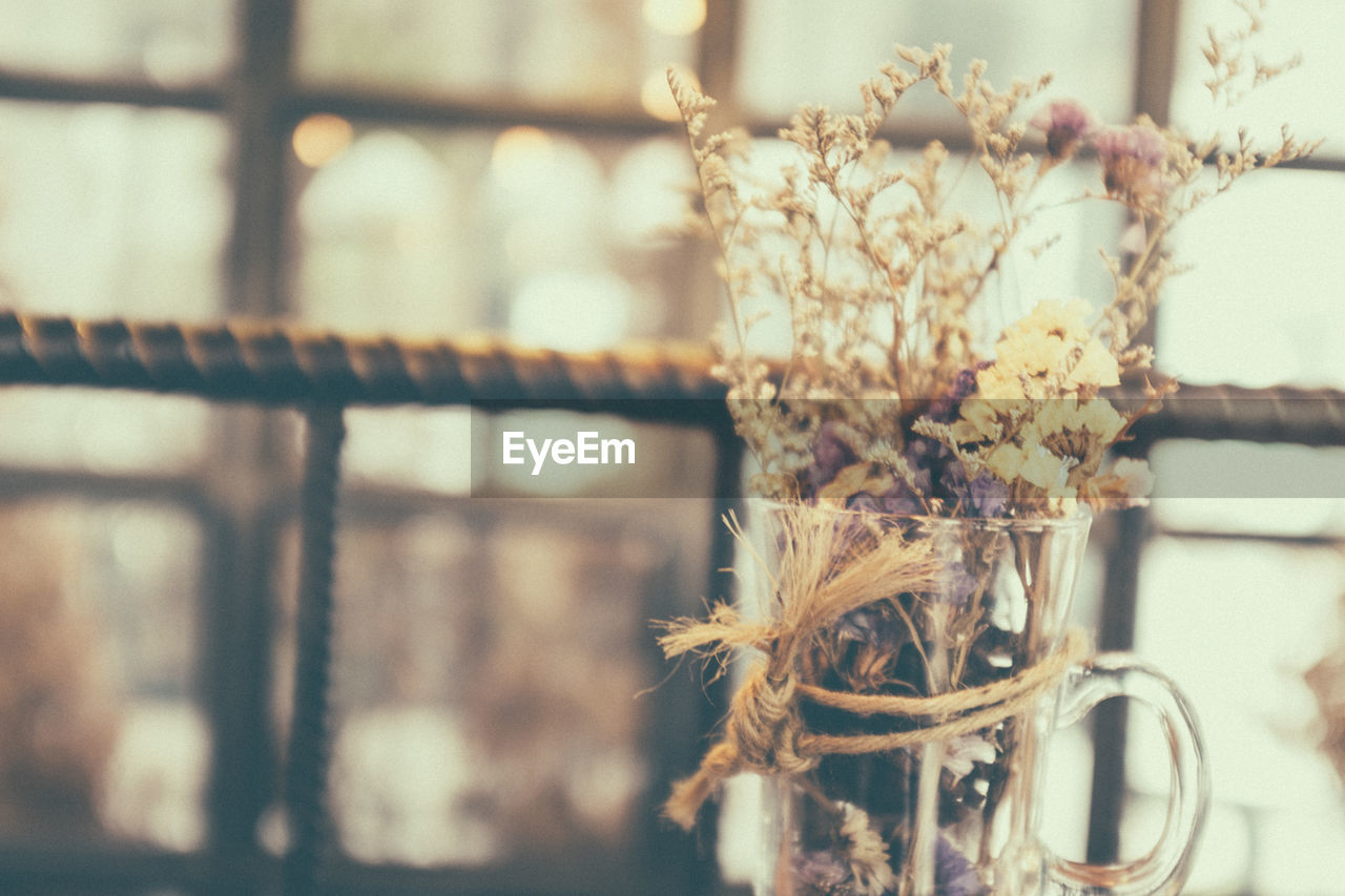 Close-up of flowers in vase