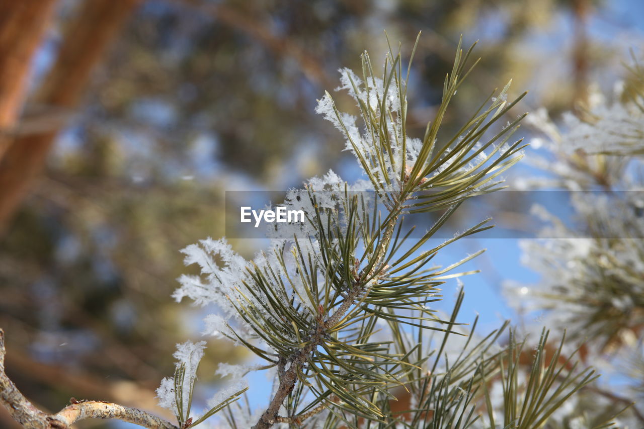 CLOSE-UP OF SNOW ON PLANT