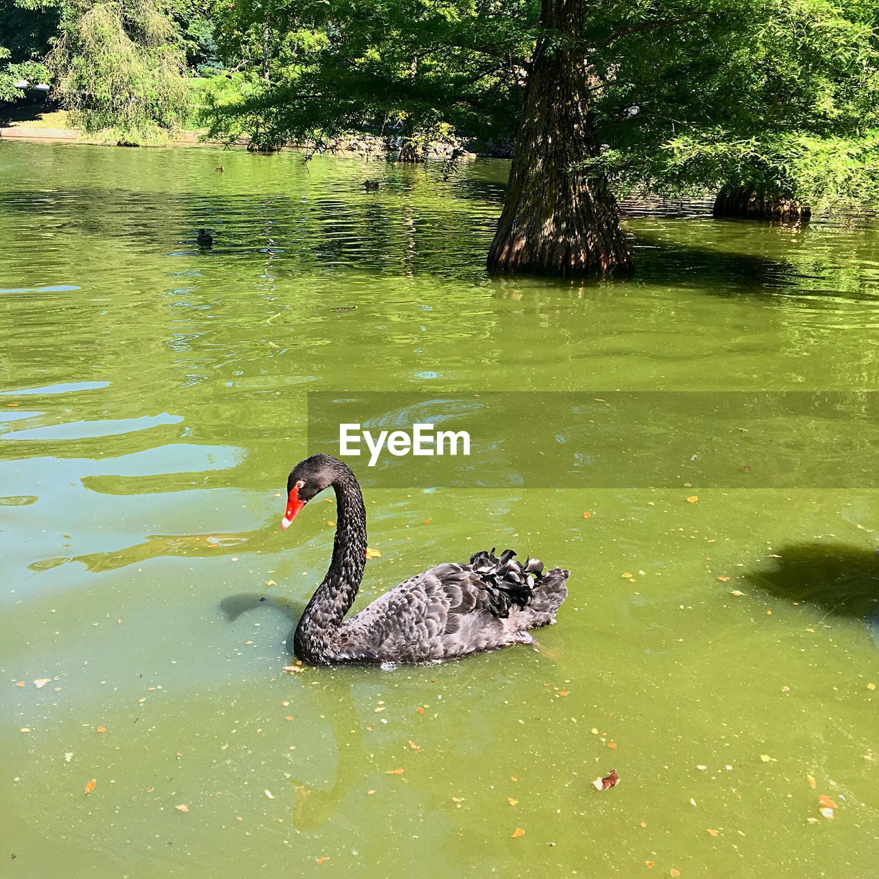 BLACK SWAN SWIMMING IN A LAKE