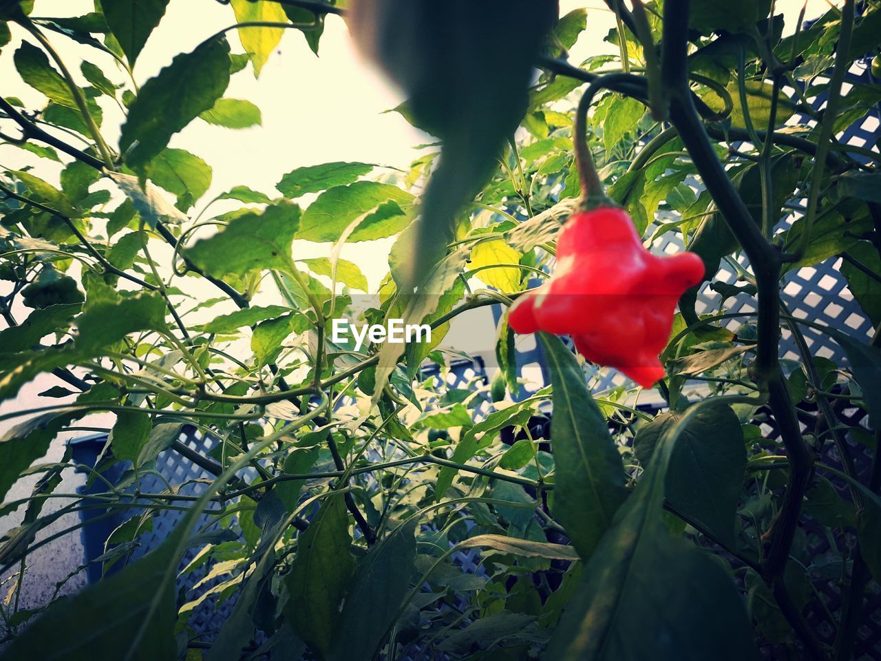 LOW ANGLE VIEW OF RED ROSE ON TREE