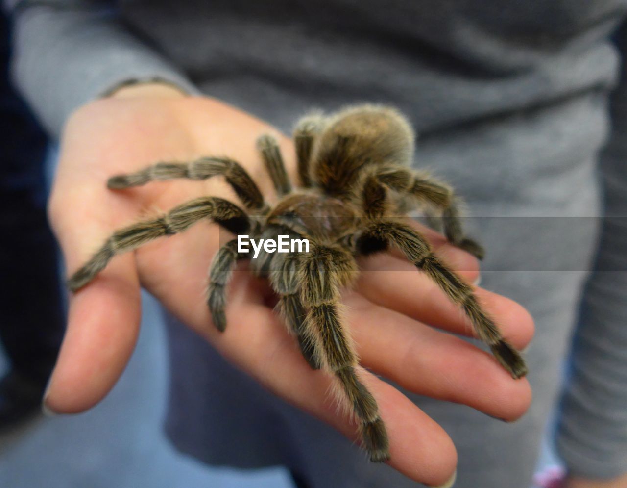 Cropped image of man holding tarantula