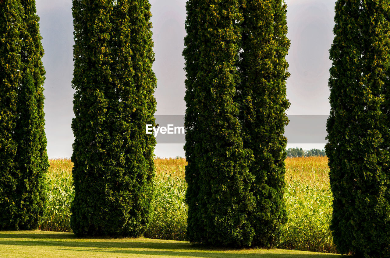 TREES IN GARDEN