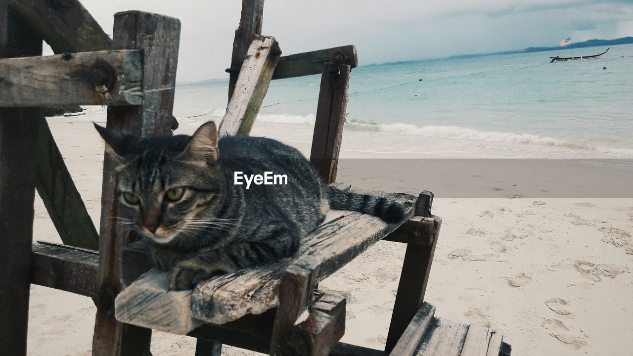 CAT ON BEACH