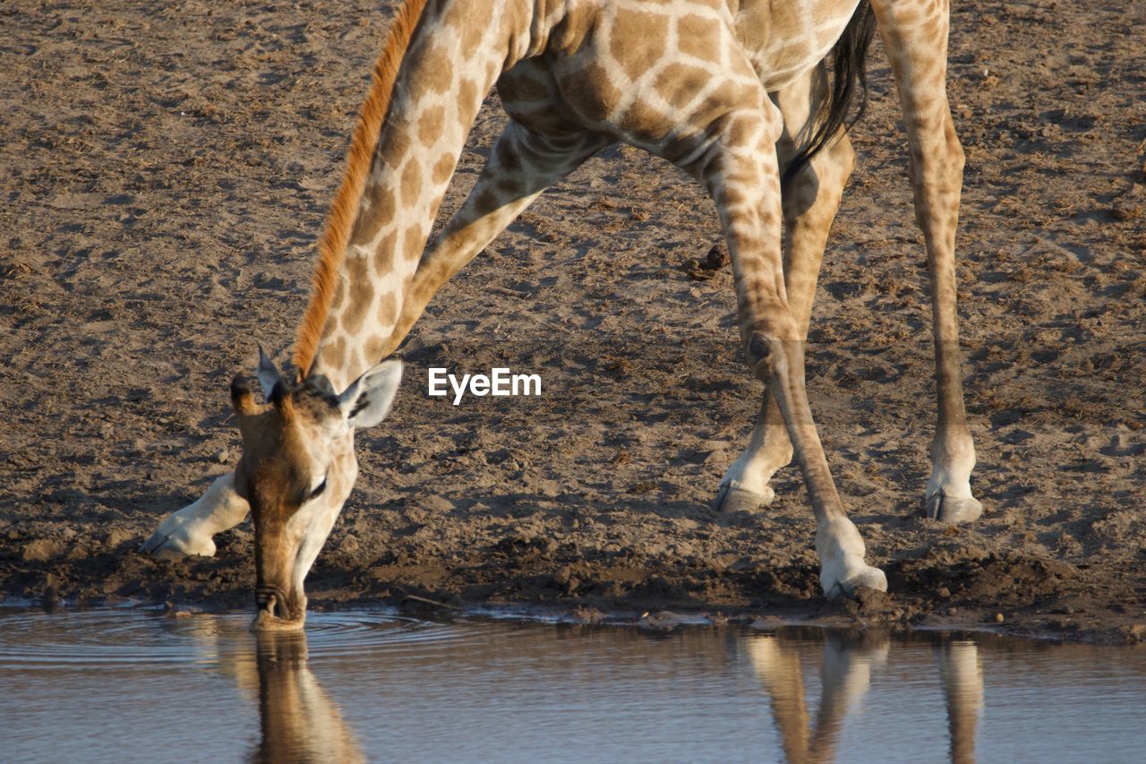 VIEW OF DRINKING WATER FROM A HORSE