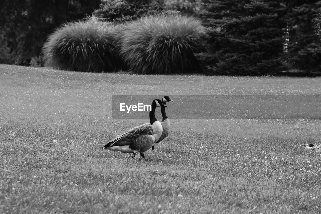 Canada geese on field