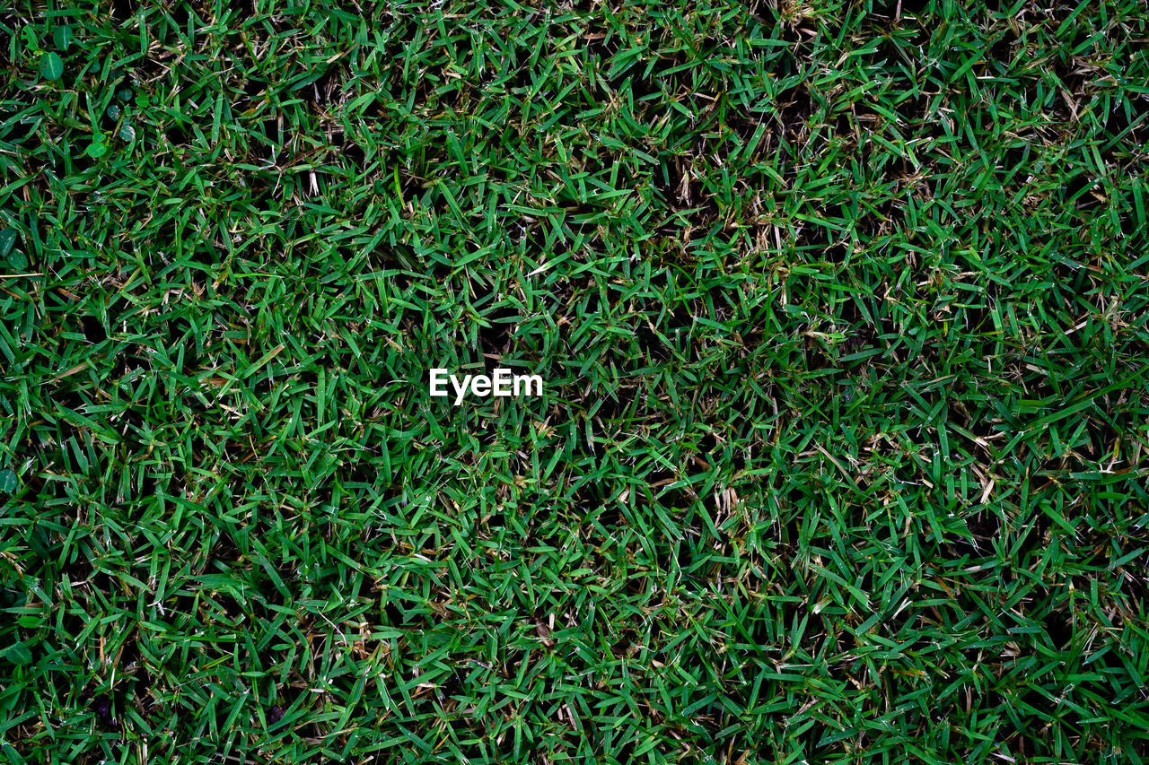 green, full frame, grass, backgrounds, plant, no people, lawn, nature, soil, land, field, high angle view, growth, leaf, flooring, day, sports, beauty in nature, directly above, outdoors, shrub, turf