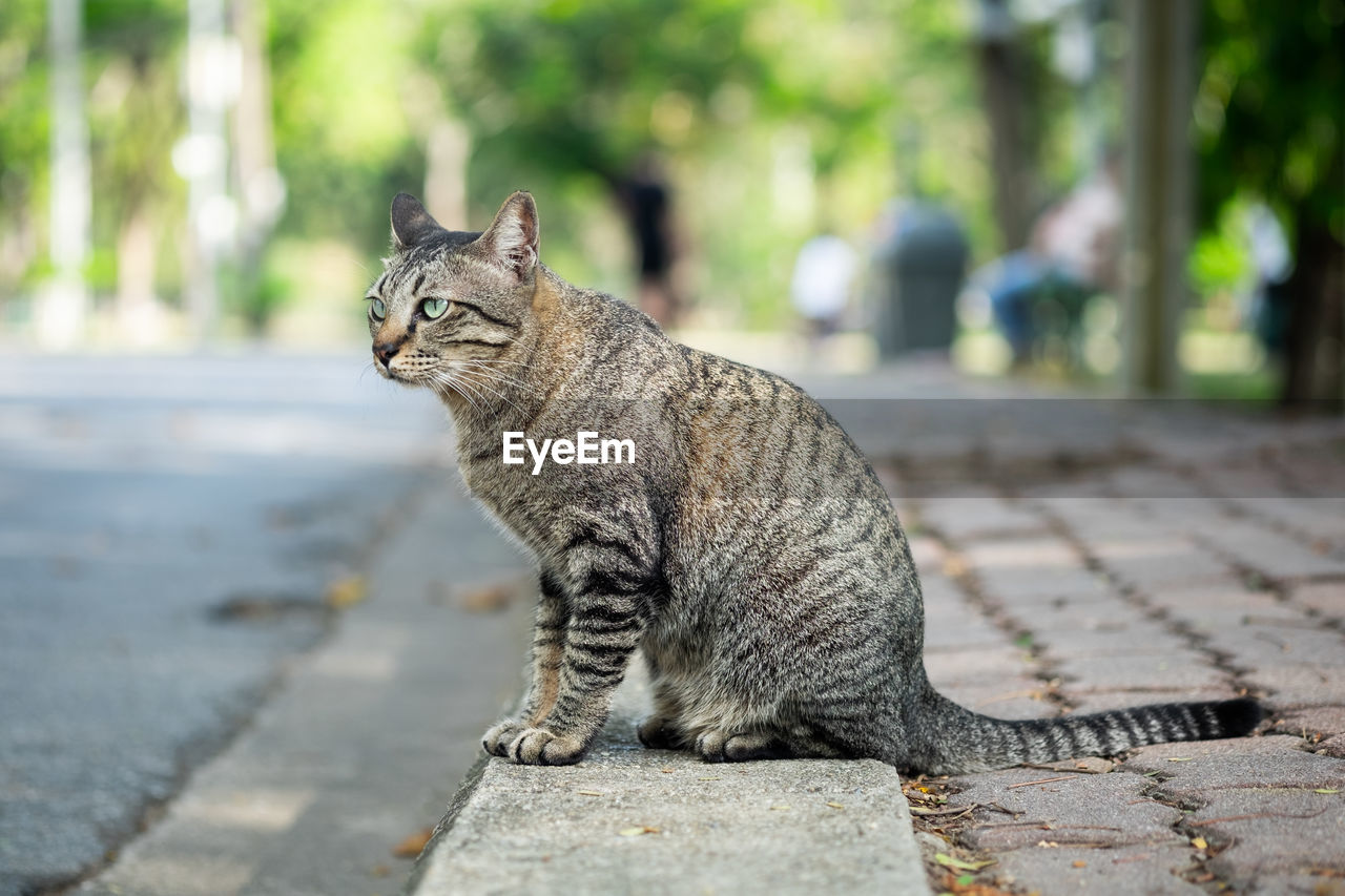 Portrait of a cat sitting on footpath