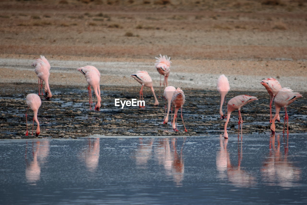 Flamingos at lake magadi, rift valley, kenya