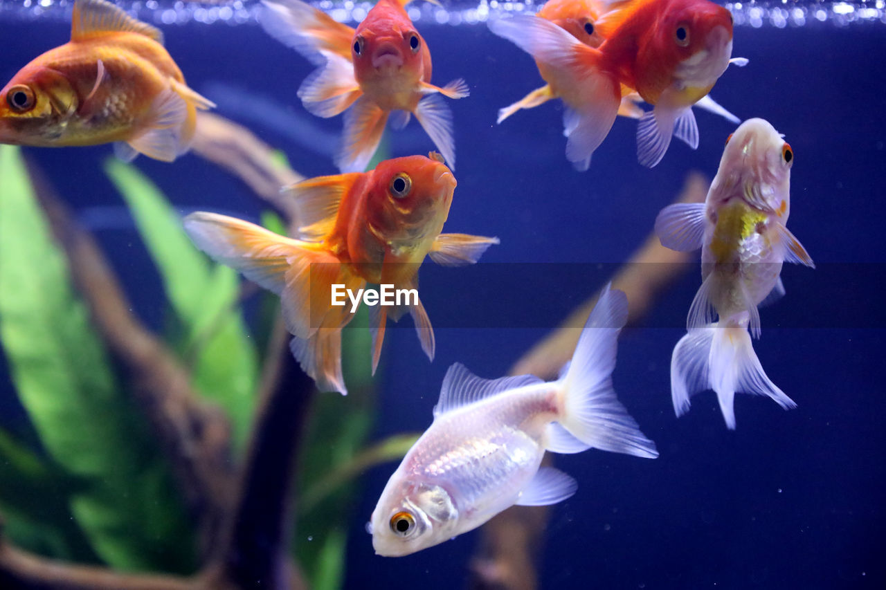 animal, animal themes, swimming, water, fish, group of animals, sea, animal wildlife, underwater, wildlife, glass, goldfish, fish tank, transparent, pet, sea life, nature, large group of animals, tank, animals in captivity, marine, marine biology, aquarium, no people, indoors, domestic animals