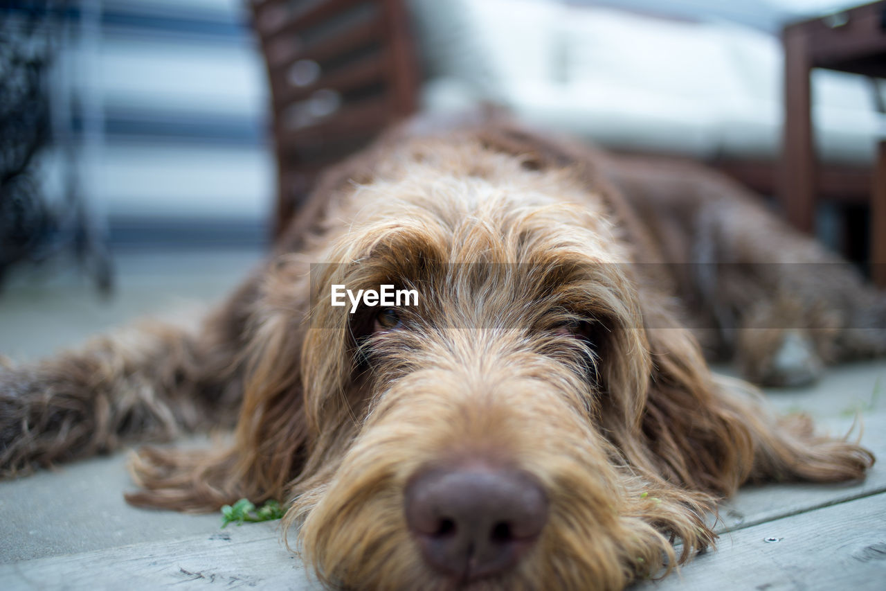 Close-up portrait of dog relaxing on floor