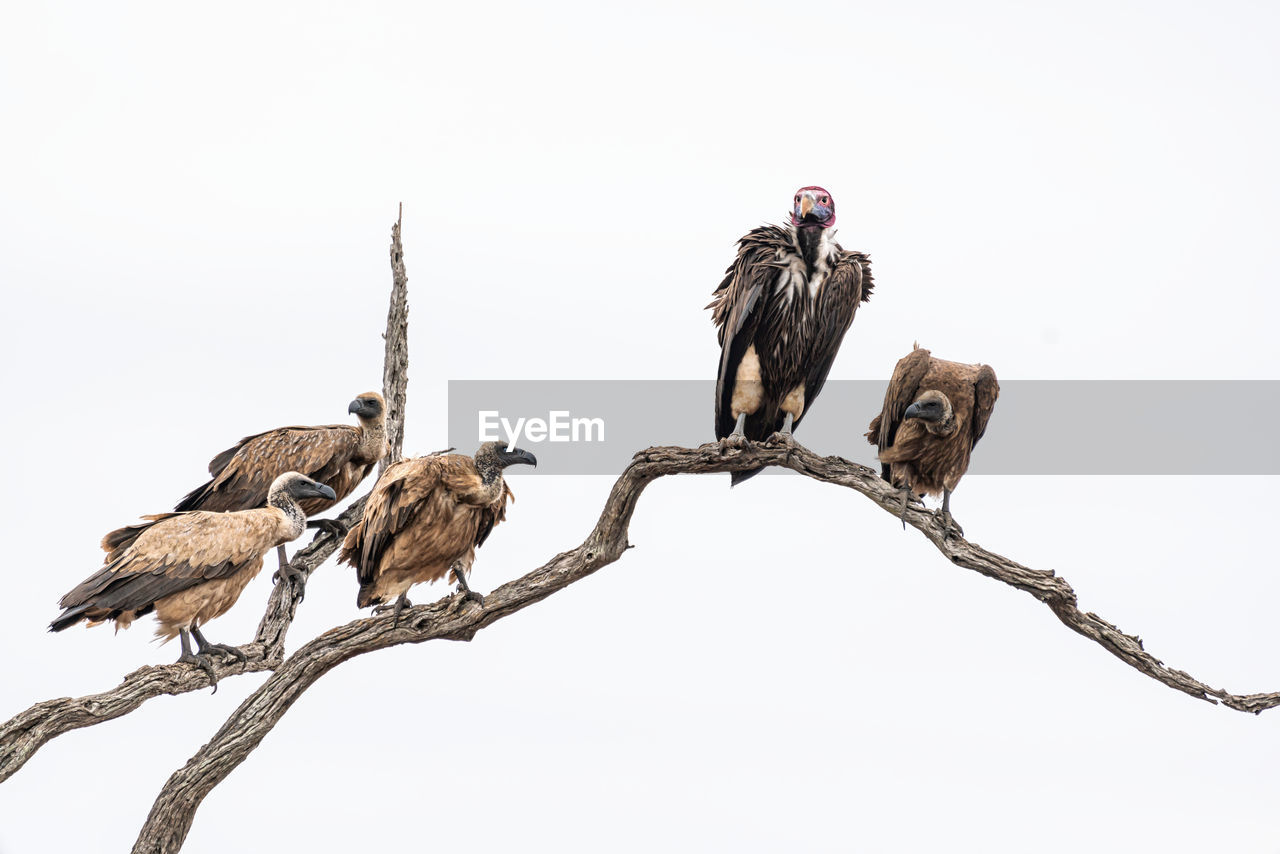 LOW ANGLE VIEW OF EAGLE PERCHING ON A TREE