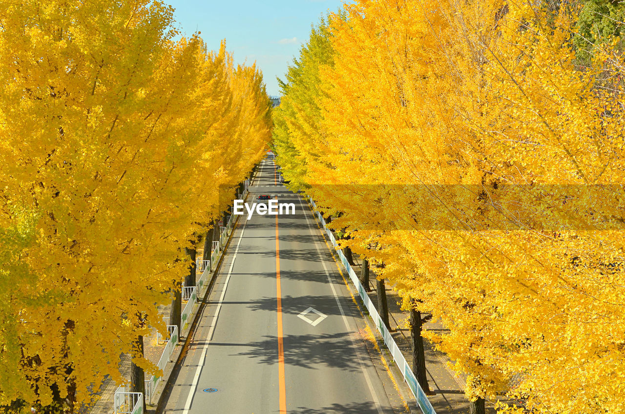 Road amidst yellow trees during autumn