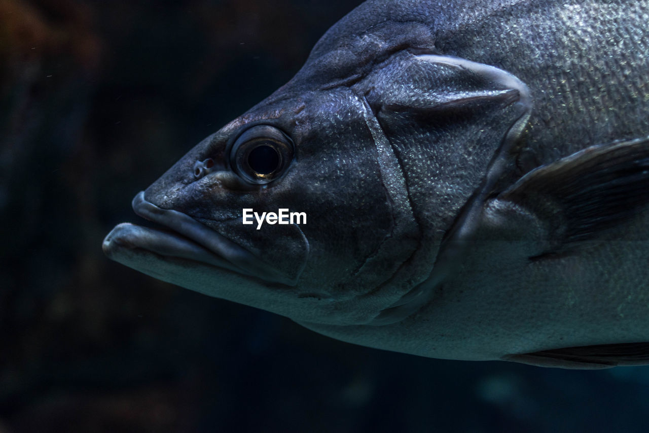 CLOSE-UP OF FISH IN AQUARIUM