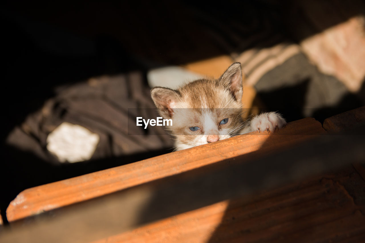 Little cat peeking out