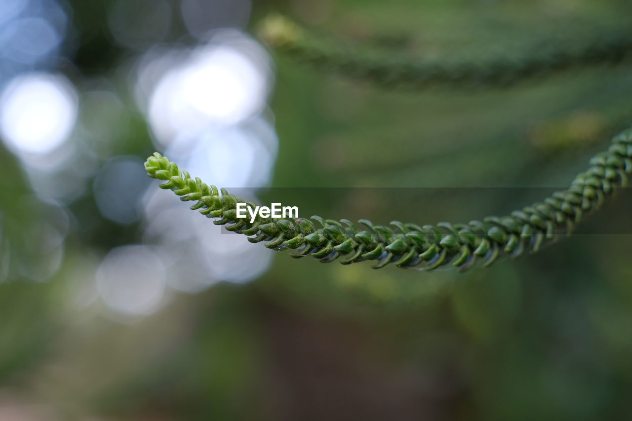 CLOSE-UP OF SPIRAL ROPE