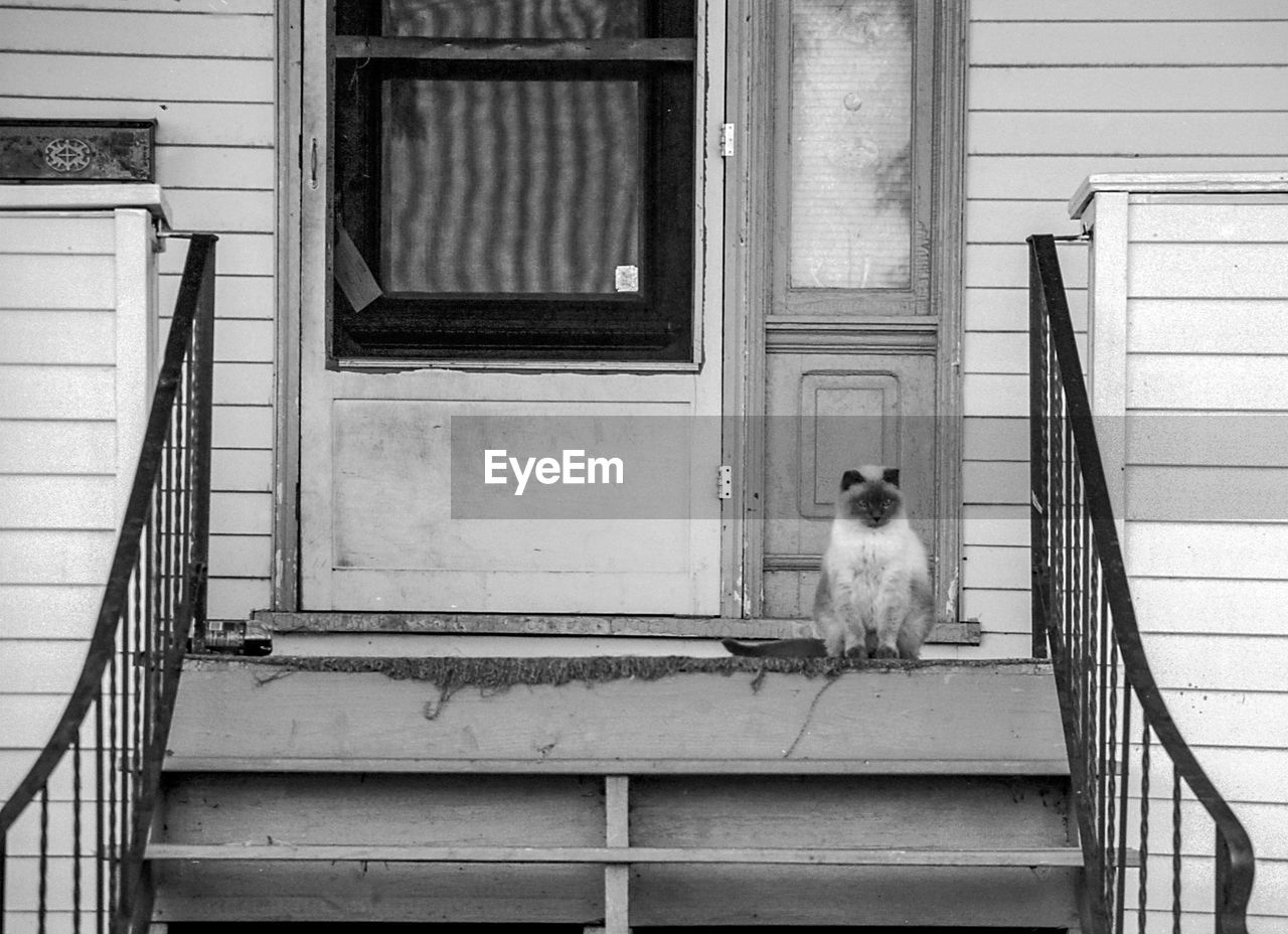 white, architecture, black and white, animal themes, one animal, black, built structure, animal, window, building exterior, monochrome, house, monochrome photography, pet, staircase, domestic animals, home, mammal, day, no people, street, building, bird, door, entrance, sitting, facade, steps and staircases, wall, stairs, road, railing, outdoors, balcony, dog, iron, interior design, canine