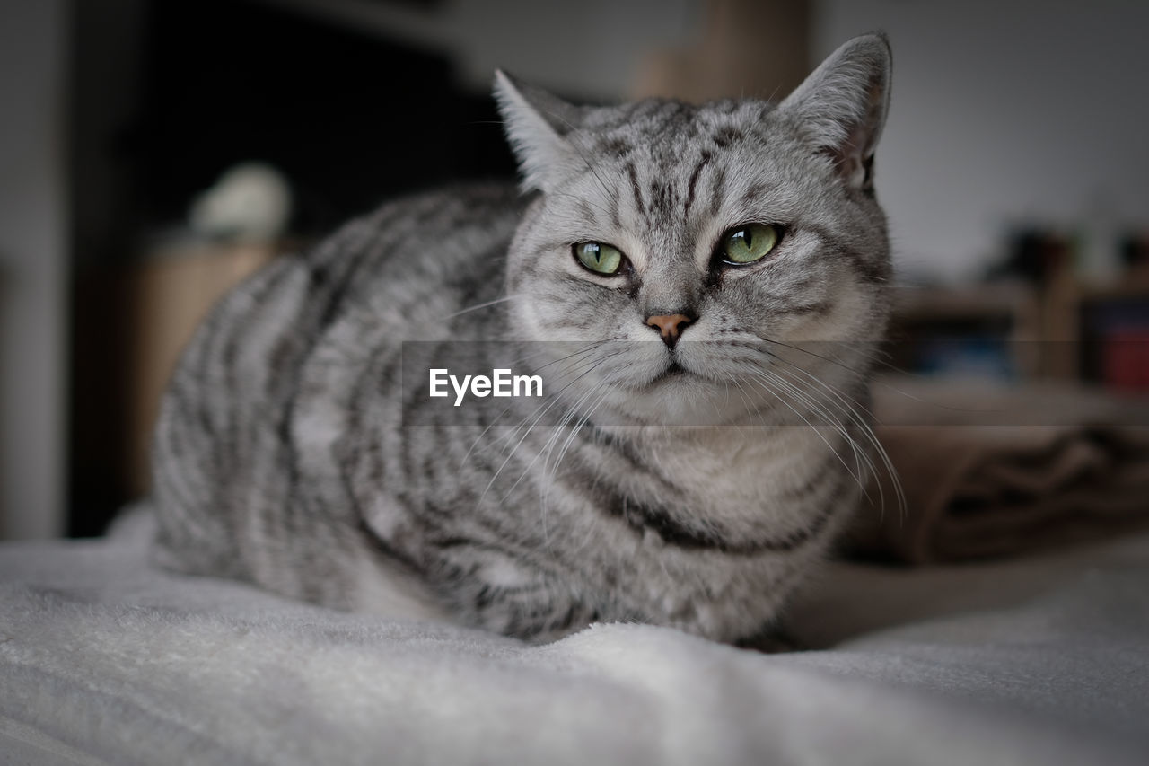 Close-up of british shorthair looking away while resting on bed