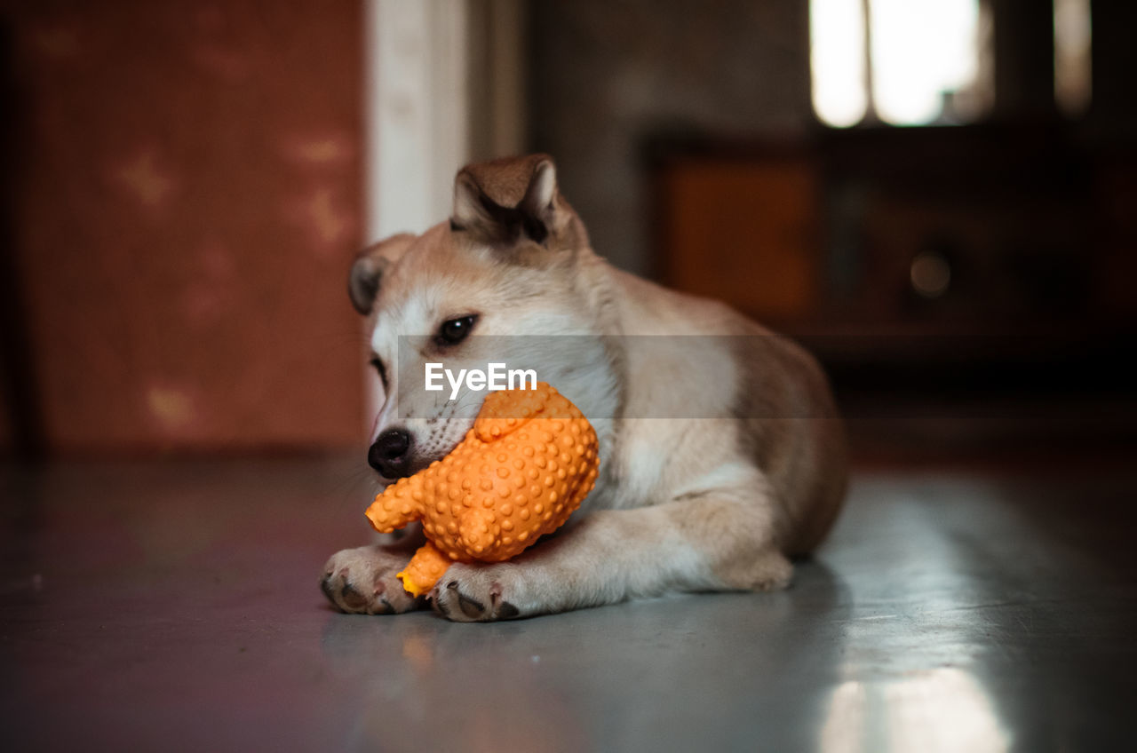 DOG RELAXING ON FLOOR