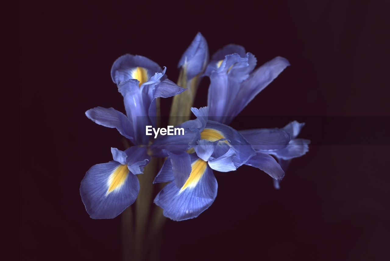 Close-up of purple flower against black background