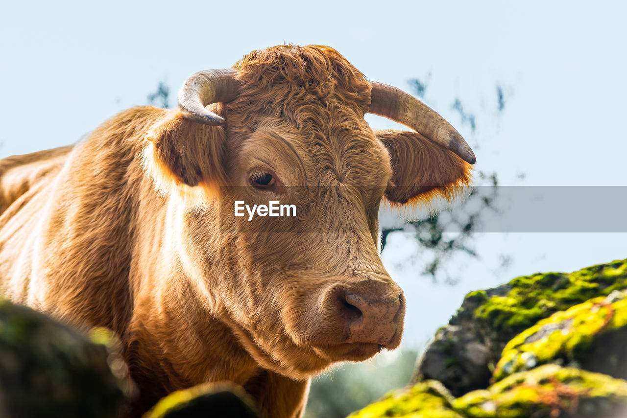 Close-up of cow against clear sky