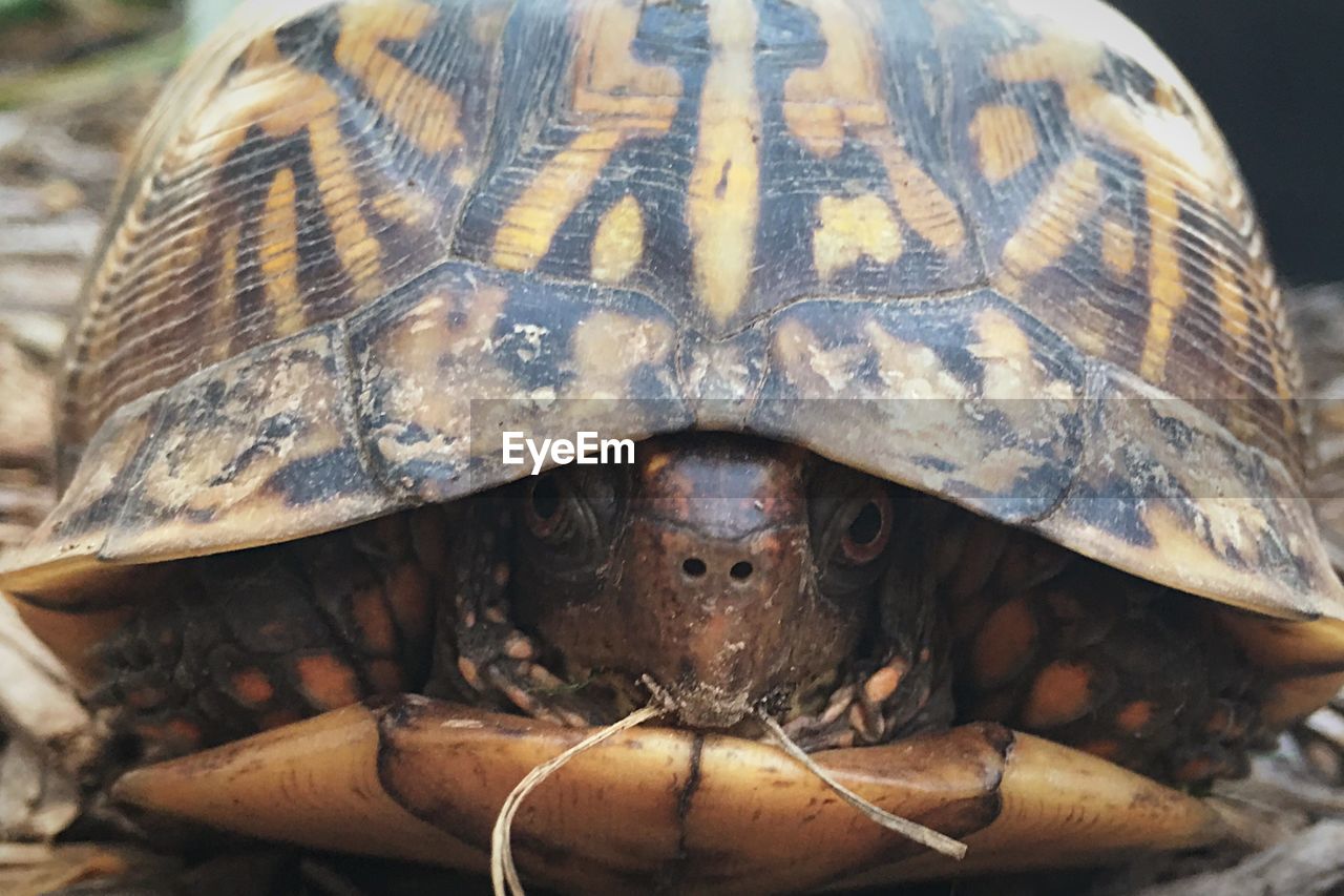 Close-up portrait of tortoise