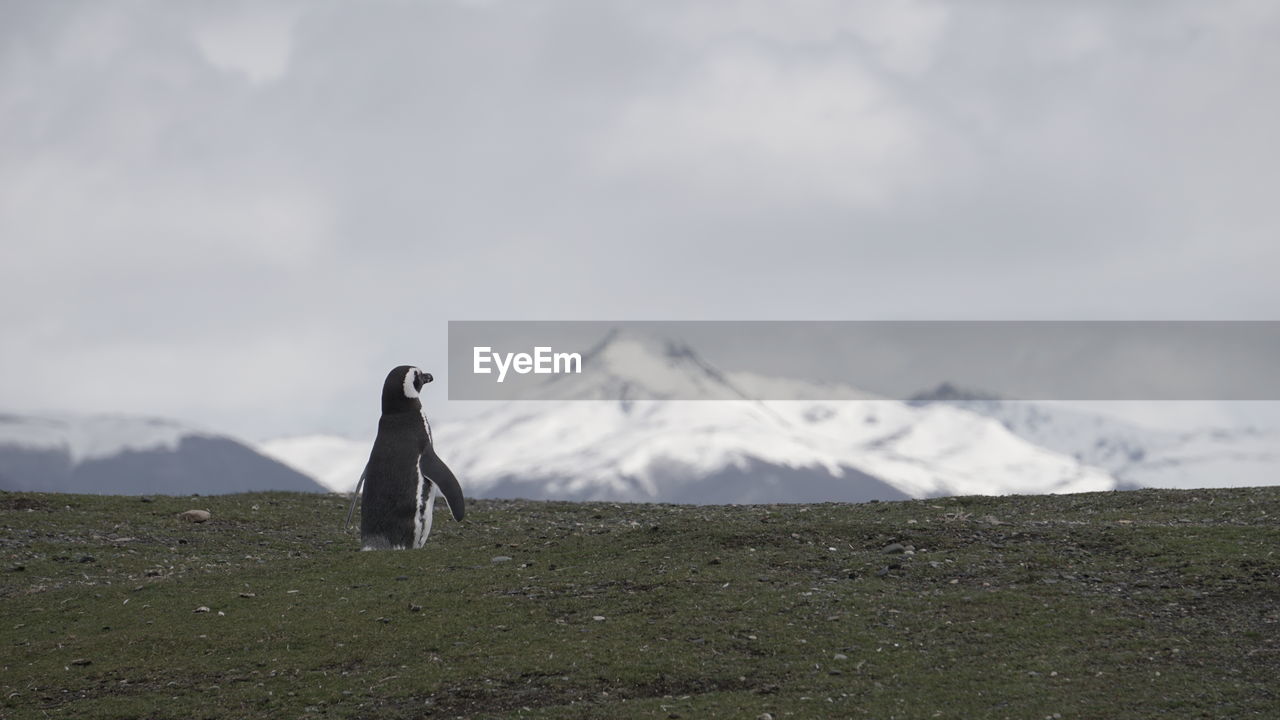 VIEW OF A BIRD ON MOUNTAIN