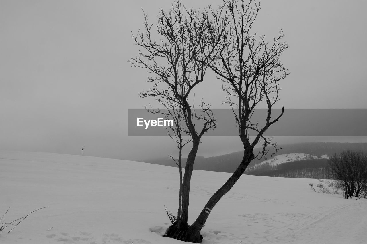 BARE TREE ON SNOW COVERED FIELD
