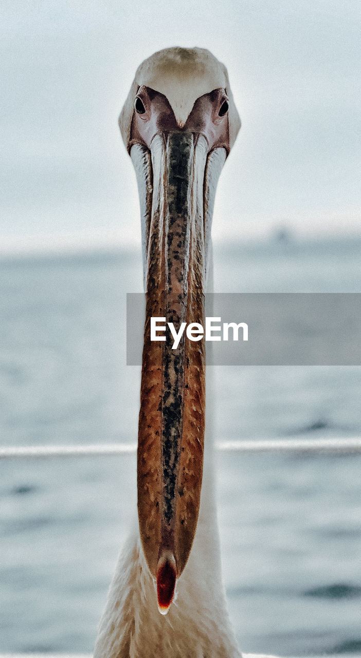 Close-up portrait of pelican against sea