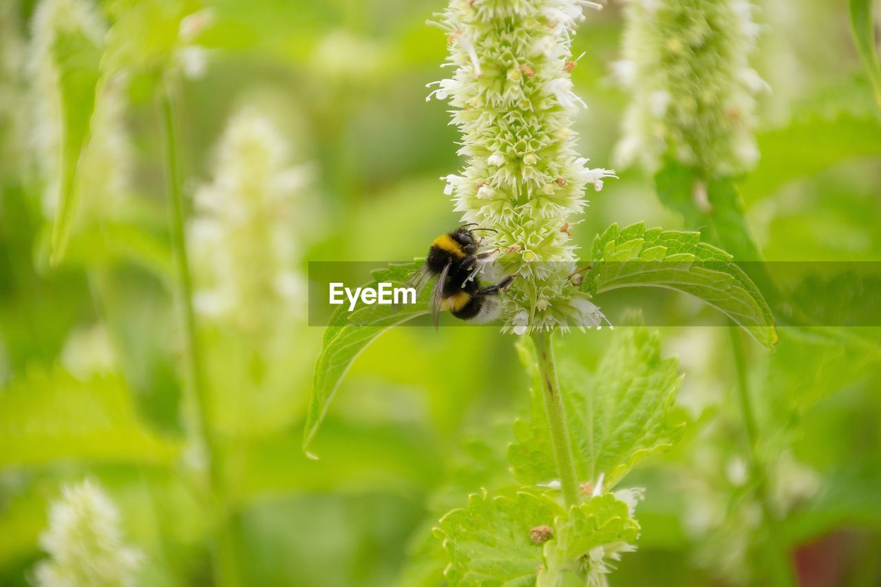 Bumblebee searching for food on white sage flower