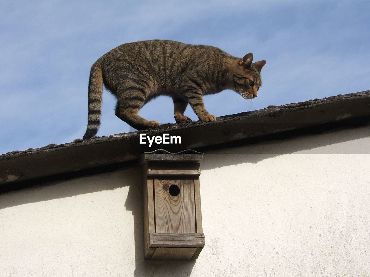 Low angle view of a cat on roof