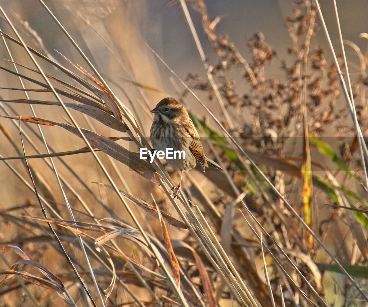 Close-up of bird perching on plant