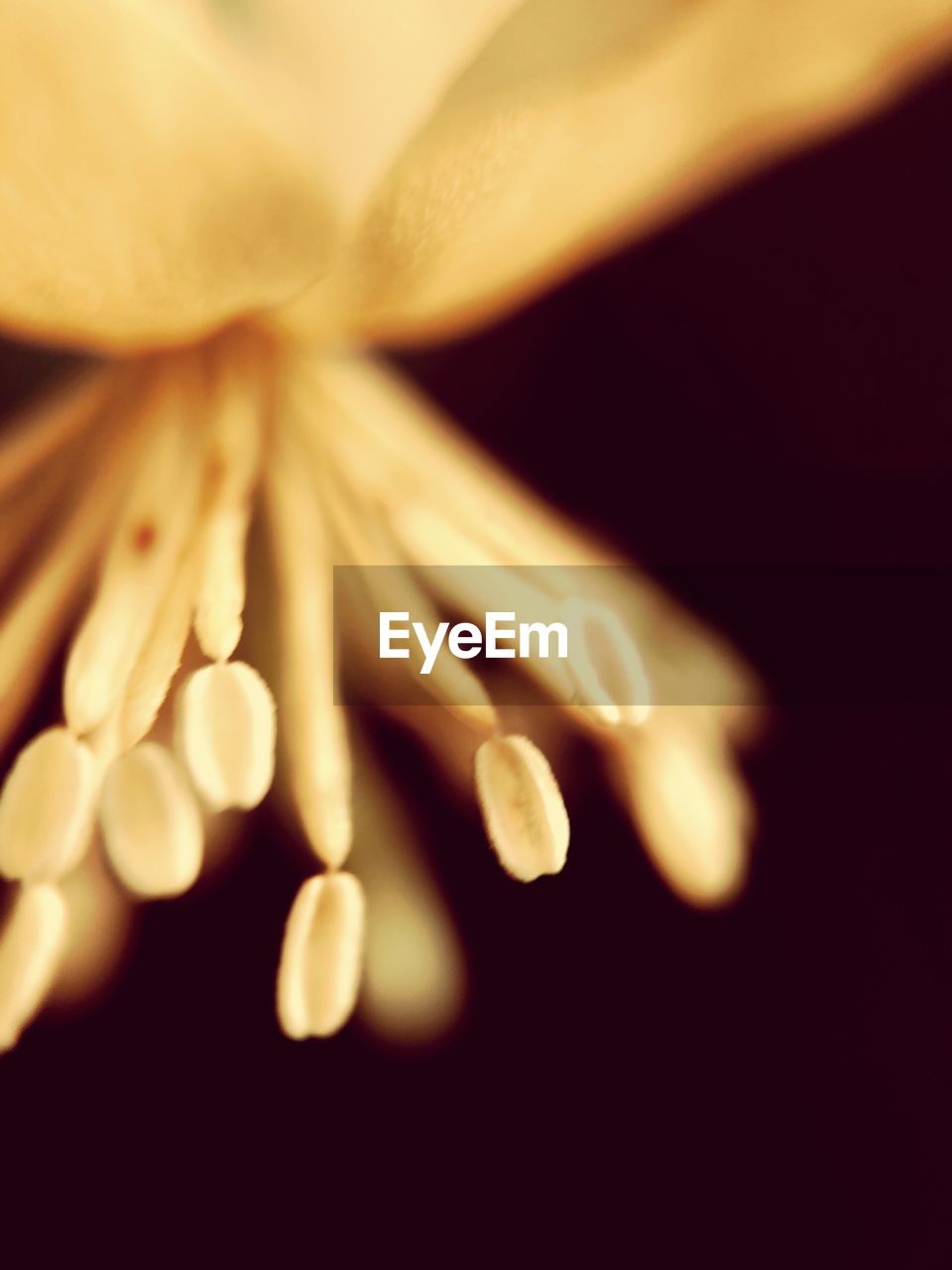 MACRO SHOT OF YELLOW FLOWER HEAD